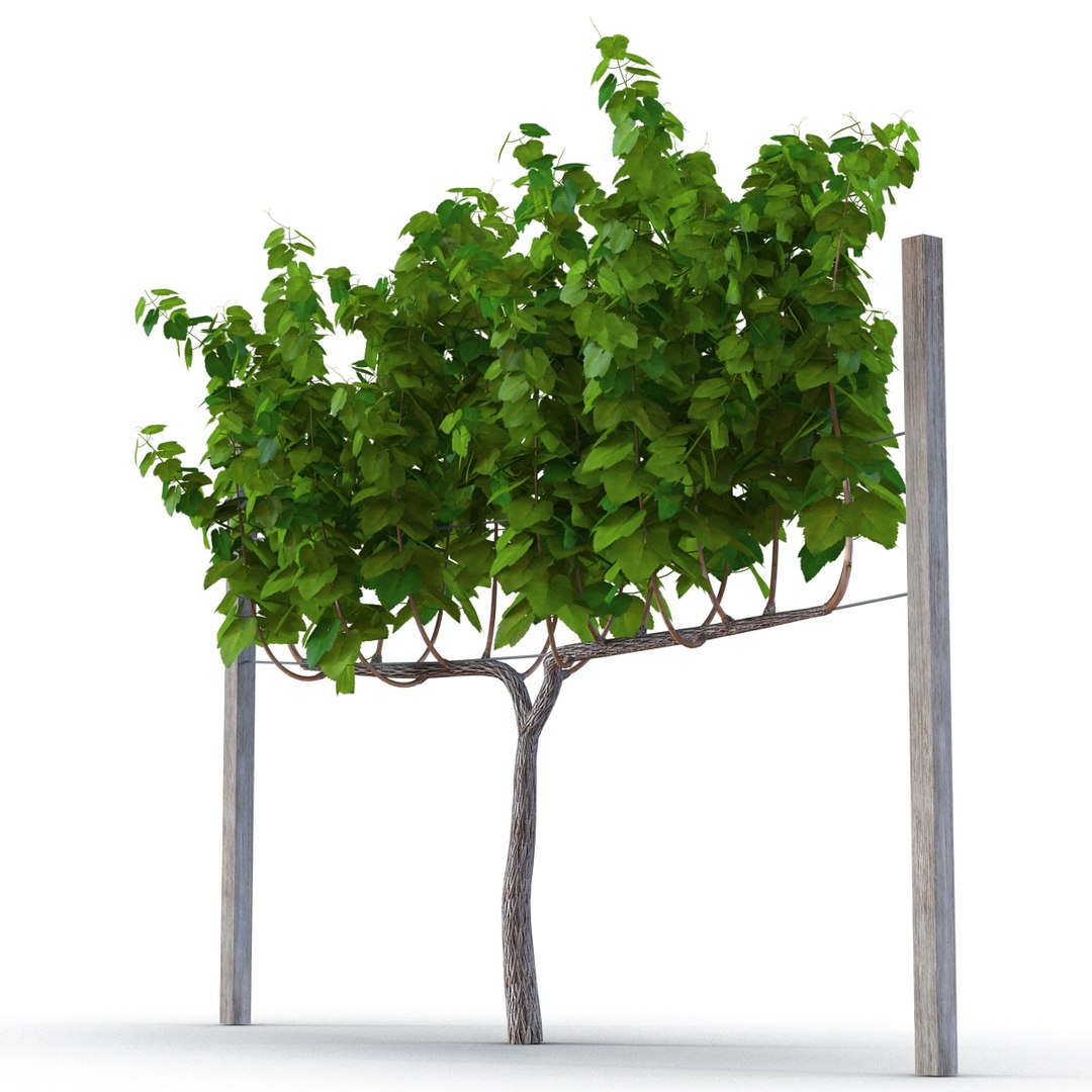 vineyard field fbx https://p.turbosquid.com/ts-thumb/uQ/U7oEqX/4Y4WYt9W/vineyard3dmodel10/jpg/1458810379/1920x1080/fit_q87/2e7512ab1b830da74e1535af850f04749edccf0d/vineyard3dmodel10.jpg