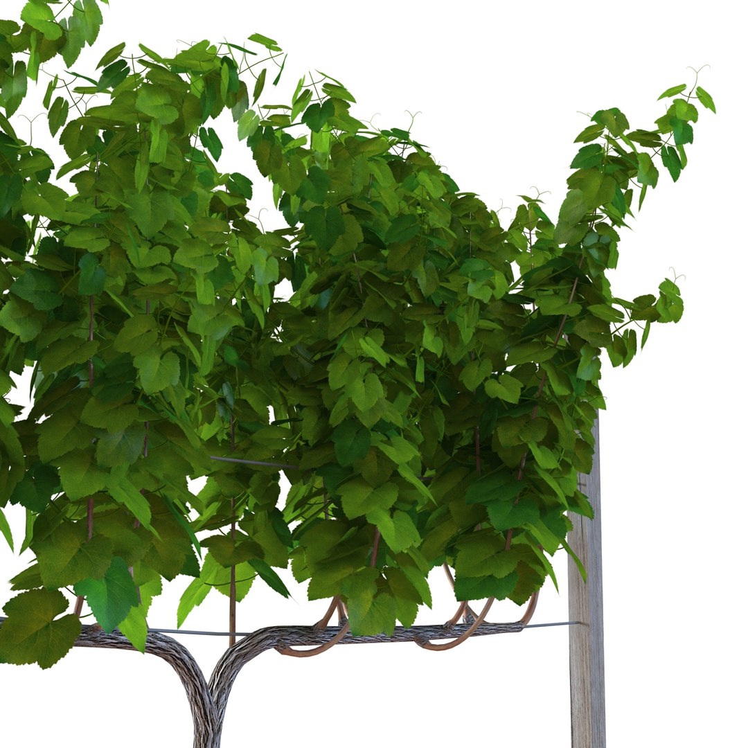 vineyard field fbx https://p.turbosquid.com/ts-thumb/uQ/U7oEqX/4tUpqb75/vineyard3dmodel17/jpg/1458810380/1920x1080/fit_q87/60e6c48934686e1f685fa6993b7bb1a0af709904/vineyard3dmodel17.jpg