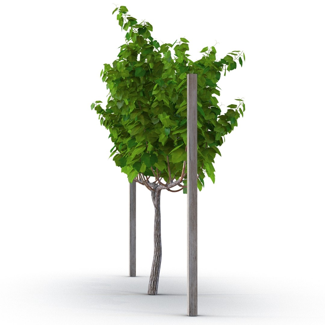 vineyard field fbx https://p.turbosquid.com/ts-thumb/uQ/U7oEqX/4zRorH3K/vineyard3dmodel04/jpg/1458810378/1920x1080/fit_q87/92060718faa88704d315508985ce51b14b0d3b86/vineyard3dmodel04.jpg