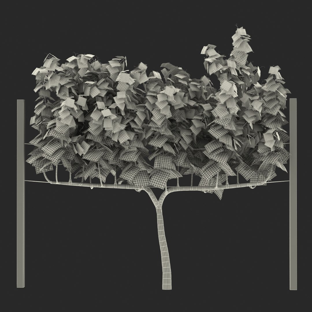 vineyard field fbx https://p.turbosquid.com/ts-thumb/uQ/U7oEqX/8S6y238y/vineyard3dmodel24/jpg/1458810381/1920x1080/fit_q87/a282fc4e065d330a00d485b8fb1600857e97ef9b/vineyard3dmodel24.jpg