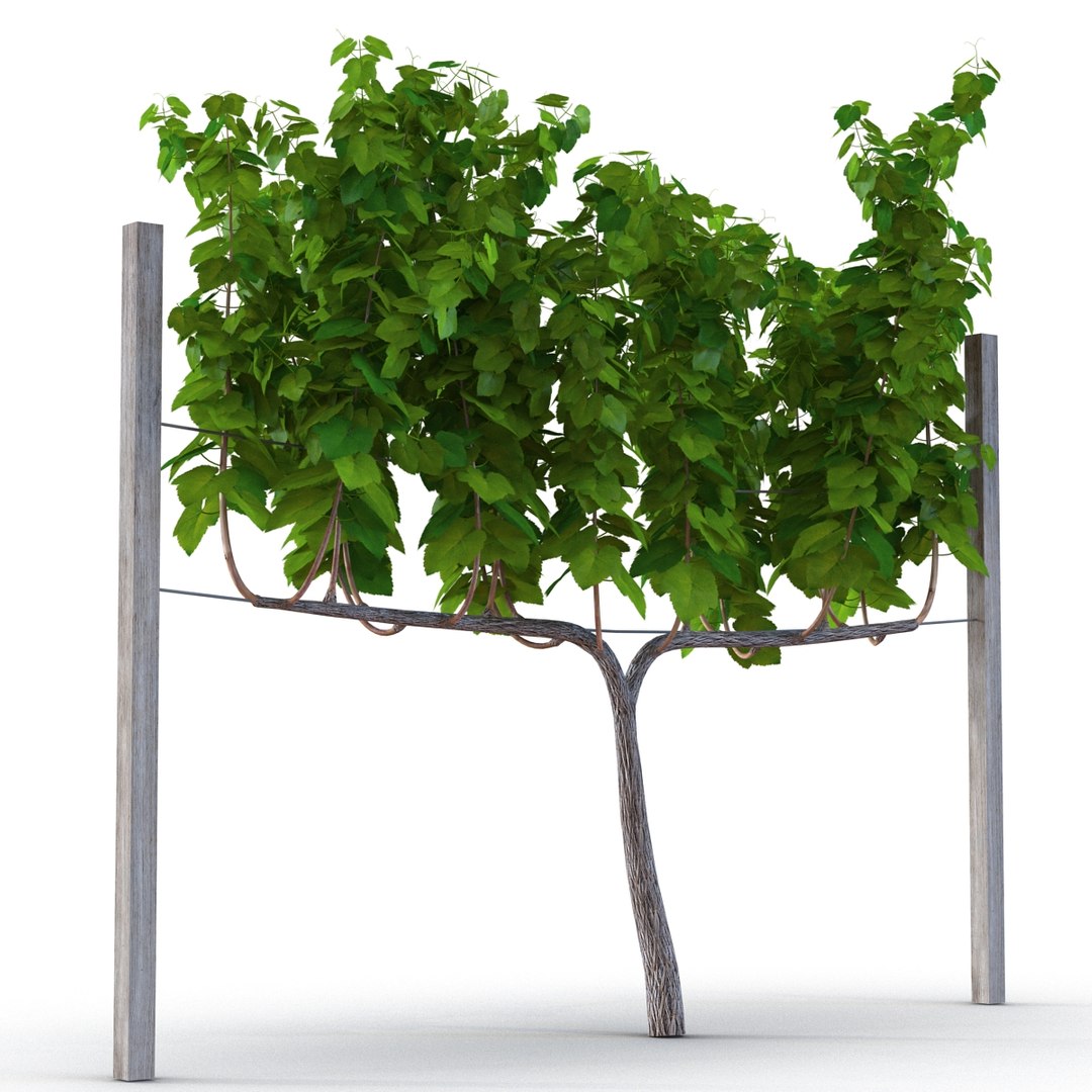 vineyard field fbx https://p.turbosquid.com/ts-thumb/uQ/U7oEqX/PN6YLFja/vineyard3dmodel09/jpg/1458810379/1920x1080/fit_q87/bfb3ff7c296ccfe7b794f273548780a9e9fe8491/vineyard3dmodel09.jpg