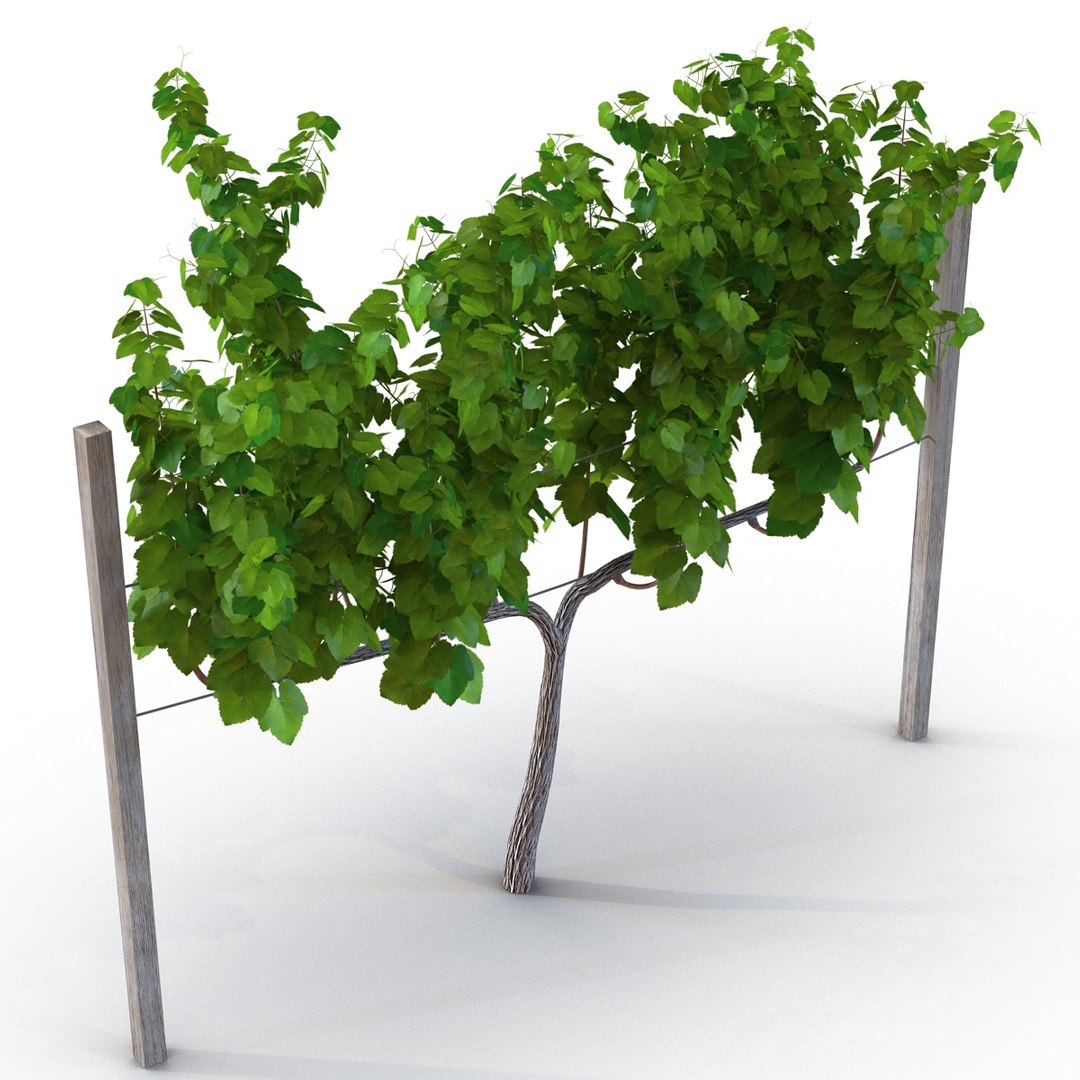 vineyard field fbx https://p.turbosquid.com/ts-thumb/uQ/U7oEqX/Qb4Lcs7r/vineyard3dmodel07/jpg/1458810379/1920x1080/fit_q87/3abb0b2040c4c1edc8a9d8c208451a62f60cc7c9/vineyard3dmodel07.jpg