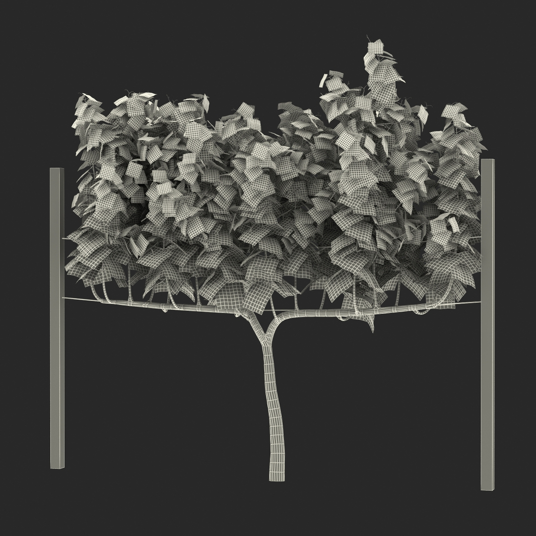 vineyard field fbx https://p.turbosquid.com/ts-thumb/uQ/U7oEqX/TTXcUl0d/vineyard_361/jpg/1458796809/1920x1080/turn_fit_q99/647bc2e034e8683c6fe2dc3cab062706a6b9e22a/vineyard_361-1.jpg