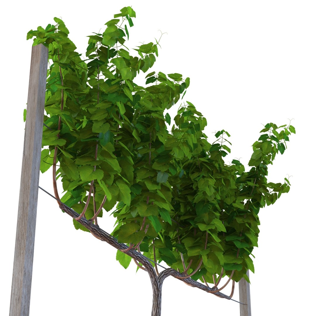 vineyard field fbx https://p.turbosquid.com/ts-thumb/uQ/U7oEqX/VPc0yMt8/vineyard3dmodel13/jpg/1458810380/1920x1080/fit_q87/a01911fac2898e6eee145a4cbd73d29cb8a8196b/vineyard3dmodel13.jpg