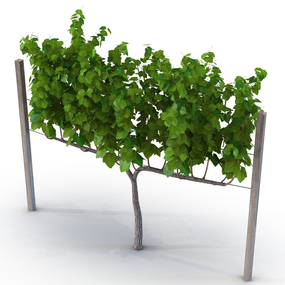 vineyard field fbx https://p.turbosquid.com/ts-thumb/uQ/U7oEqX/XBn32qUS/vineyard3dmodel08/jpg/1458810379/1920x1080/fit_q87/5256ab0e15e52e9541c9bc35a37debc79818ca7a/vineyard3dmodel08.jpg