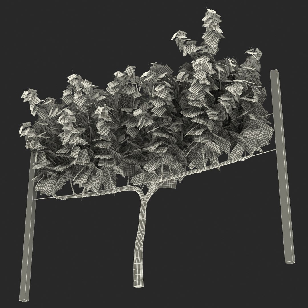 vineyard field fbx https://p.turbosquid.com/ts-thumb/uQ/U7oEqX/bvg4NqbS/vineyard3dmodel28/jpg/1458810382/1920x1080/fit_q87/40479cce809240828b1b045098bfe3b0954636c3/vineyard3dmodel28.jpg