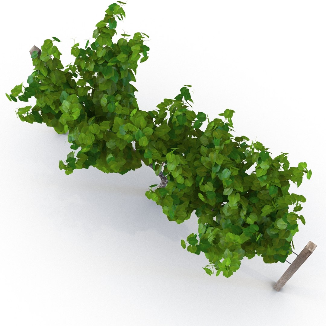 vineyard field fbx https://p.turbosquid.com/ts-thumb/uQ/U7oEqX/erTBkaey/vineyard3dmodel06/jpg/1458810379/1920x1080/fit_q87/9c781ea2b399ca64543849c09336472ad7e6fba7/vineyard3dmodel06.jpg