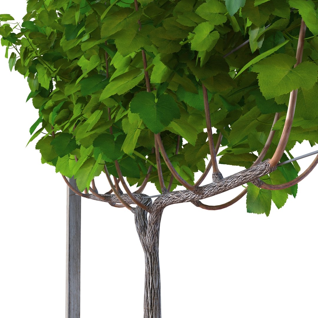 vineyard field fbx https://p.turbosquid.com/ts-thumb/uQ/U7oEqX/jErScMkA/vineyard3dmodel15/jpg/1458810380/1920x1080/fit_q87/ada23a19a4639c72be525793e3eafb94a75e1955/vineyard3dmodel15.jpg