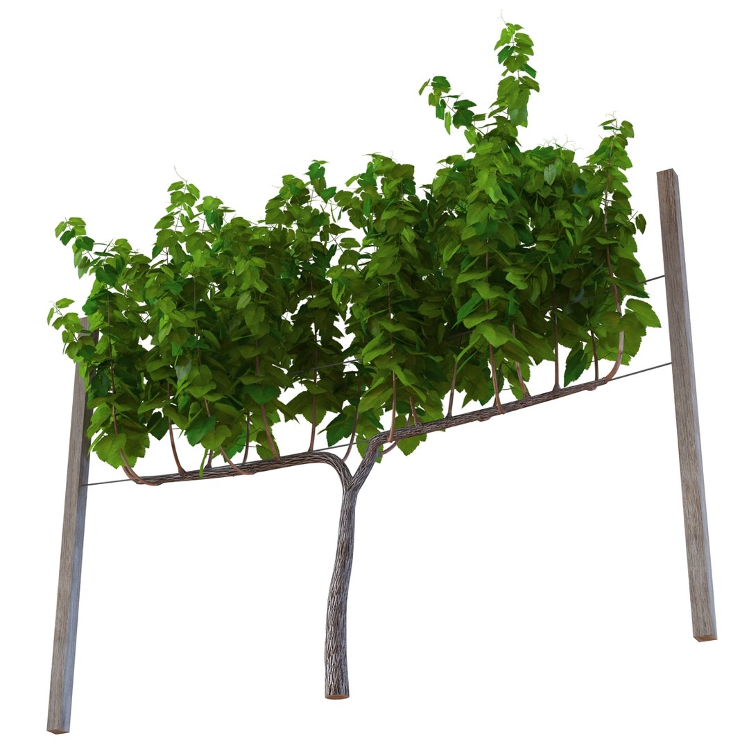 vineyard field fbx https://p.turbosquid.com/ts-thumb/uQ/U7oEqX/lXUHvh5N/vineyard3dmodel11/jpg/1458810379/1920x1080/fit_q87/84d35c54c724891b3a89c44da1ccf945286716db/vineyard3dmodel11.jpg