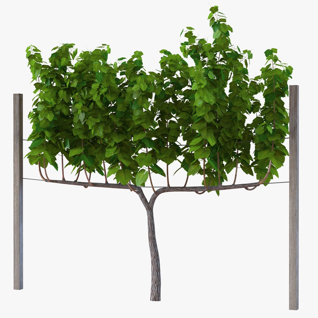 Vineyard 3D model preview