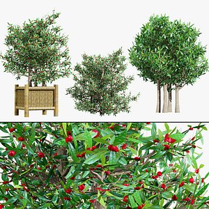 Miracle Berry Plant 3D Model Collection 3D model