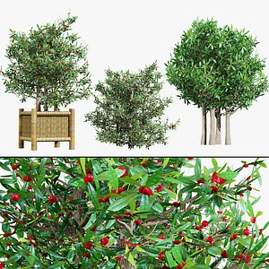 Miracle Berry Plant 3D Model Collection