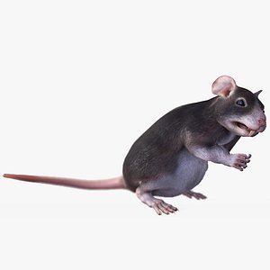 3D brown rat 5