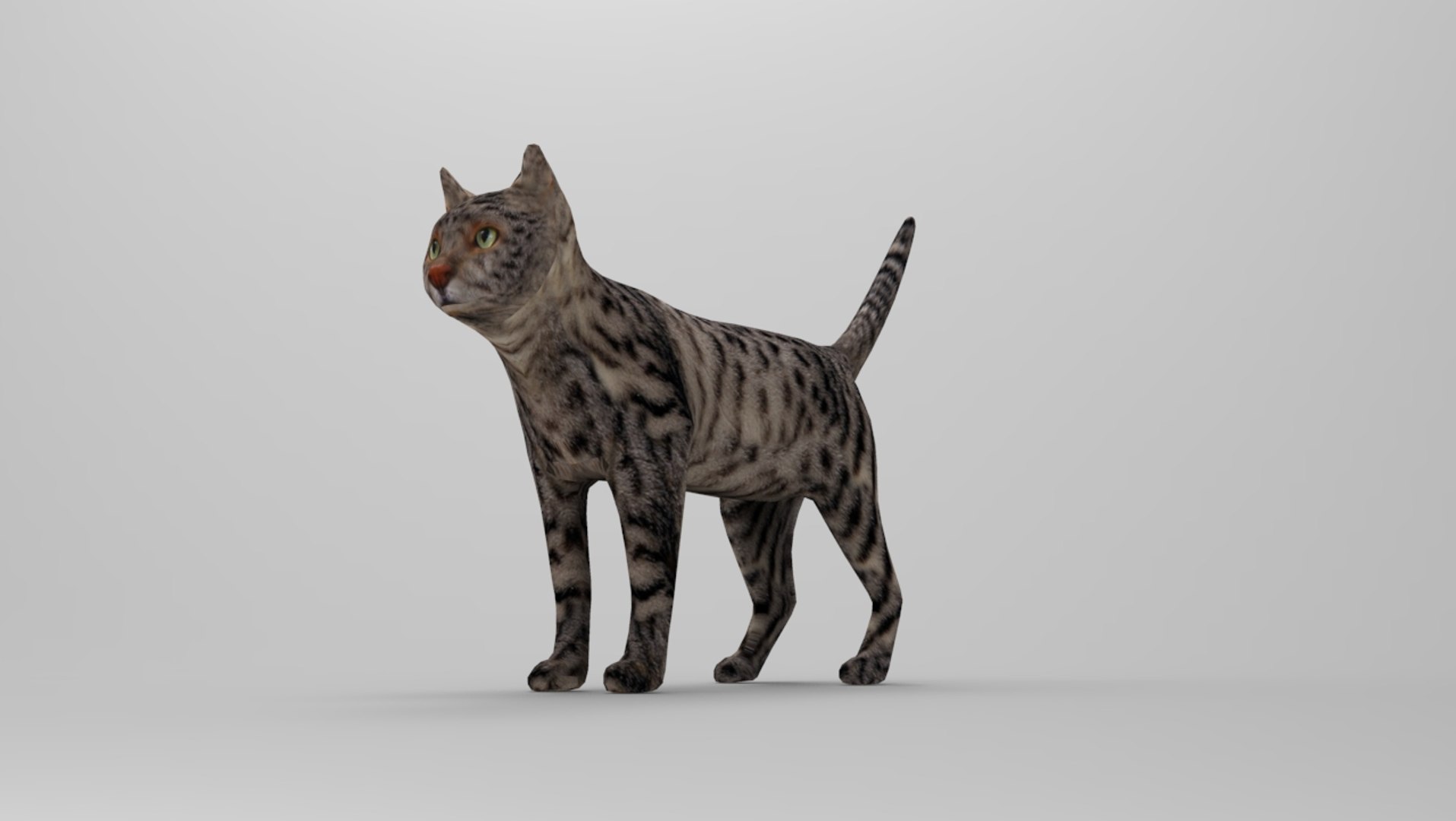 3D Model Cat Animations | 1142769 | TurboSquid