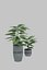 Potted Plant 3D