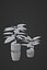 Potted Plant 3D