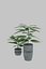 Potted Plant 3D