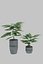 Potted Plant 3D