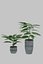 Potted Plant 3D