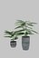 Potted Plant 3D