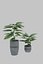 Potted Plant 3D