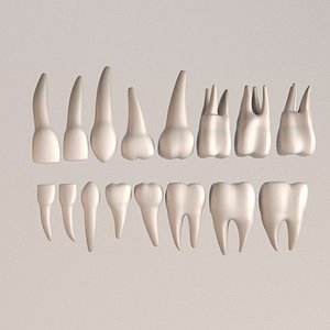 maya human teeth