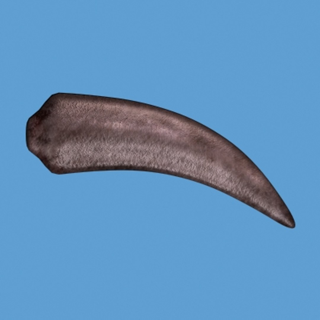 3d Animal Claw Model