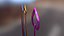 Magic Wands