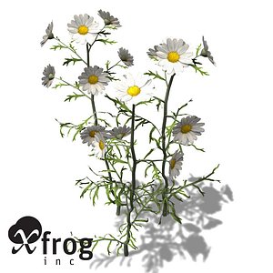xfrogplants german chamomile herb max