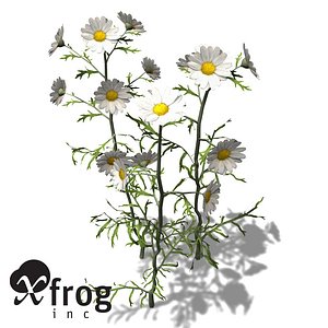 XfrogPlants German Chamomile