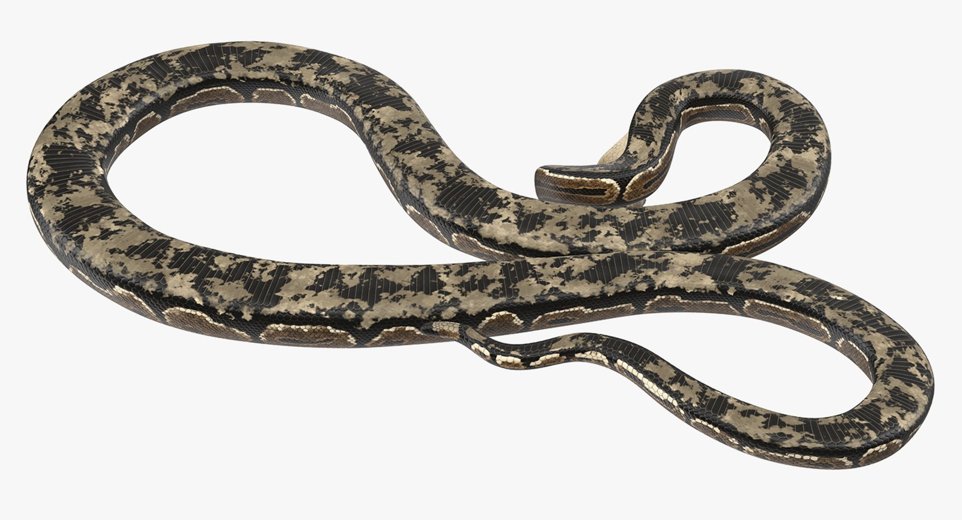 Python snake dark brown colour snake 3D model - TurboSquid 1958339