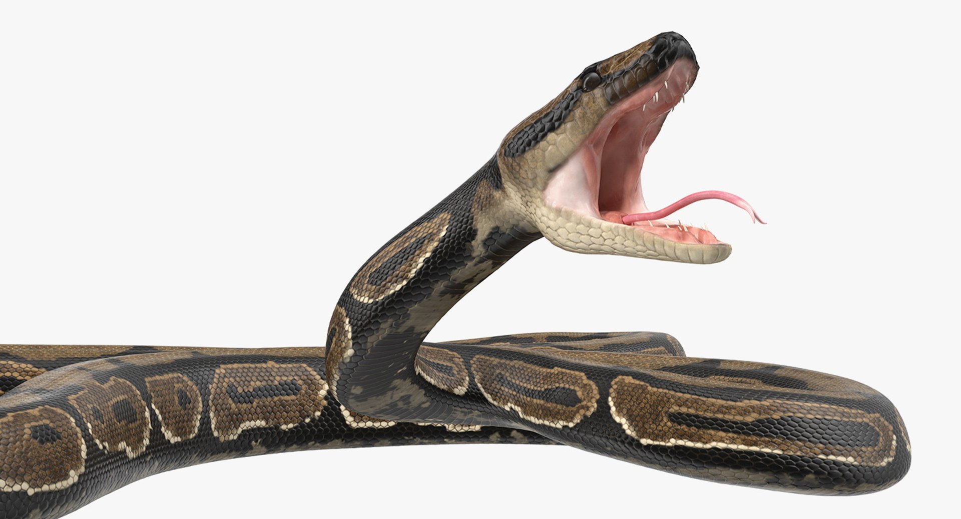 brown python snake attack 3D model https://p.turbosquid.com/ts-thumb/uR/GygzAO/gh0P3JFs/brownpythonsnakeattackpose3dmodel012/jpg/1559333690/1920x1080/fit_q87/74fcfbc2e759982d19b1900fb8ec2a8d906bd8d3/brownpythonsnakeattackpose3dmodel012.jpg