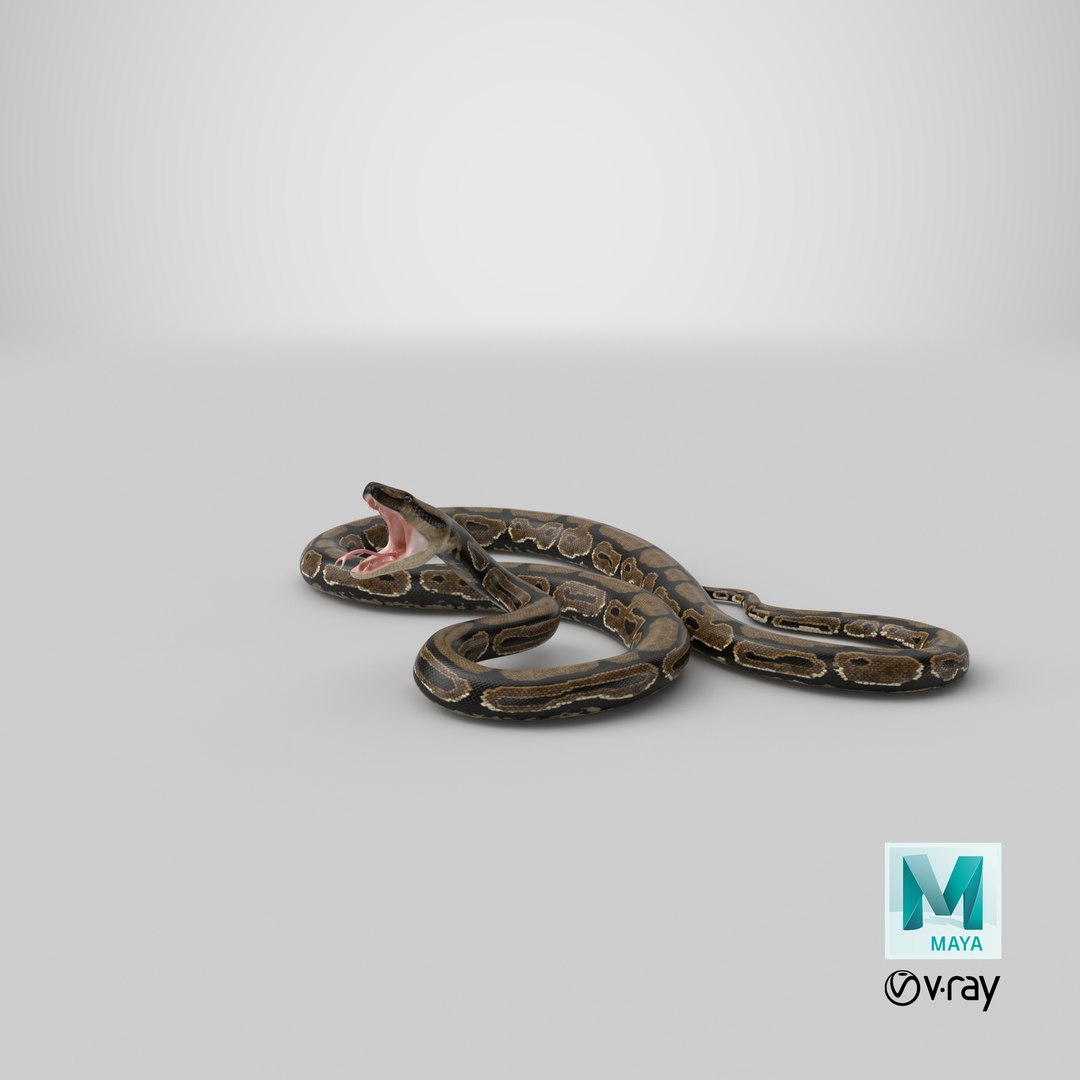 brown python snake attack 3D model https://p.turbosquid.com/ts-thumb/uR/GygzAO/lMtmmlw7/stemcell_maya_vray_render/png/1581941953/1920x1080/fit_q87/bcf97e35e909a37de134176eeac33c284018956a/stemcell_maya_vray_render.jpg