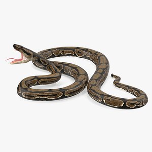 Brown Python Snake Attack Pose 3D Model