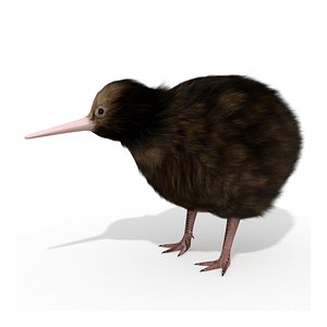 Kiwi Bird New Zealand Animal 3D model