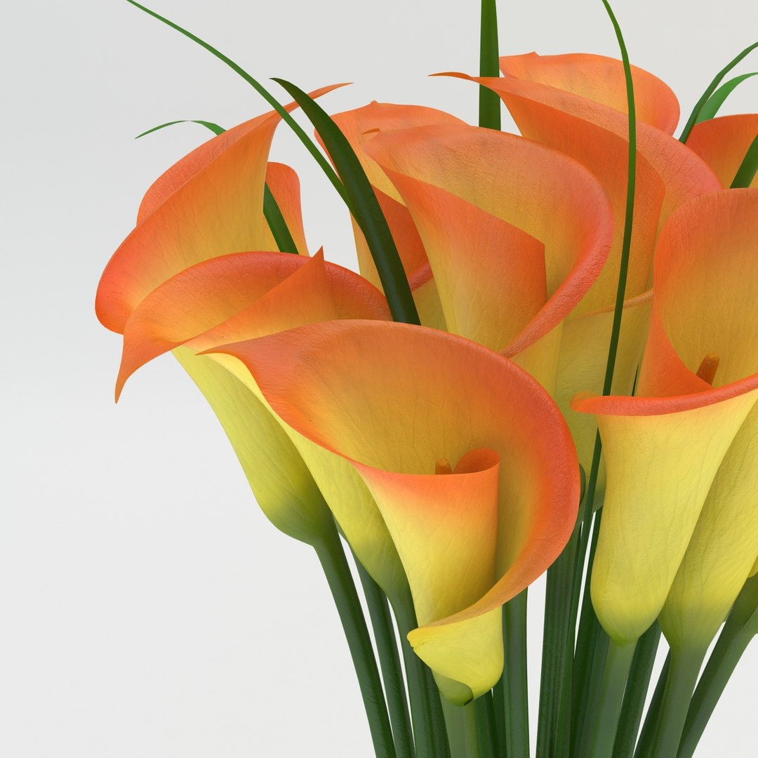 Calla Yellow 3d Model