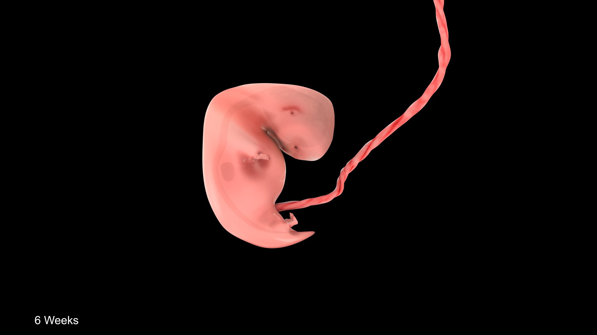 6 Weeks Human Fetus 3D model - TurboSquid 2036598
