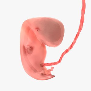6 Weeks Human Fetus 3D model