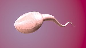 sperm cell 3D model