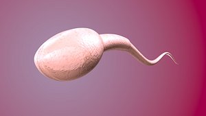 Sperm