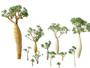 Pachypodium geayi - Madagascar palm 3D
