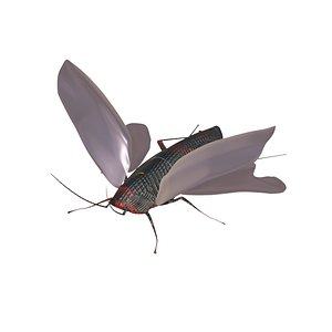 Cockroach 3D