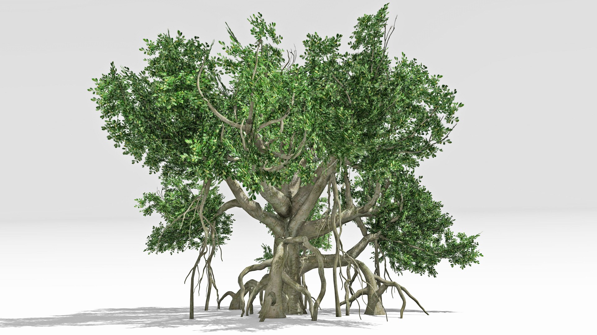 3D Chinese Banyan Tree-S6 model https://p.turbosquid.com/ts-thumb/uR/nWCjmM/Jh/s3/jpg/1744278766/1920x1080/fit_q87/6cc367f891cb35407642f09ca8f9be96411405ac/s3.jpg