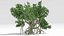 Chinese Banyan Tree-S6