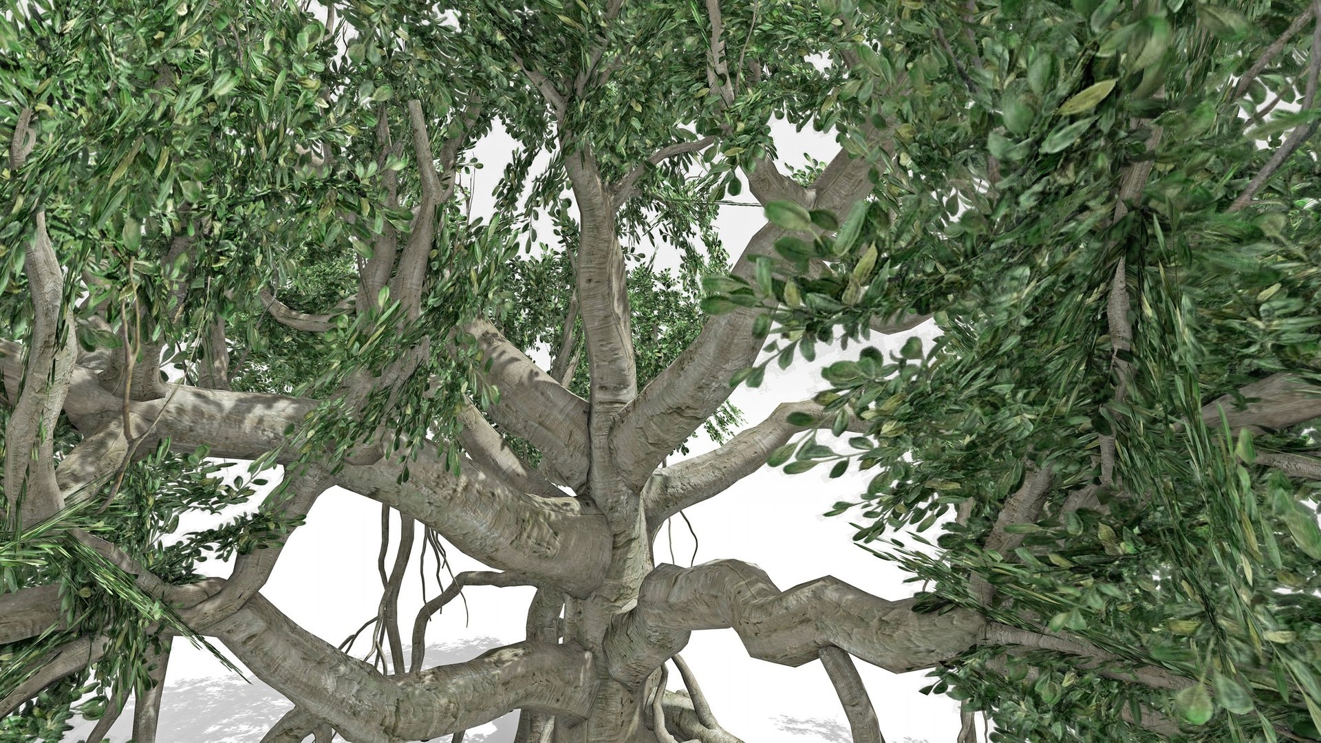 3D Chinese Banyan Tree-S6 model https://p.turbosquid.com/ts-thumb/uR/nWCjmM/KO/s6/jpg/1744278768/1920x1080/fit_q87/cb5949c319980557d8f8353d5b2c2cec44b42354/s6.jpg