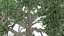 Chinese Banyan Tree-S6