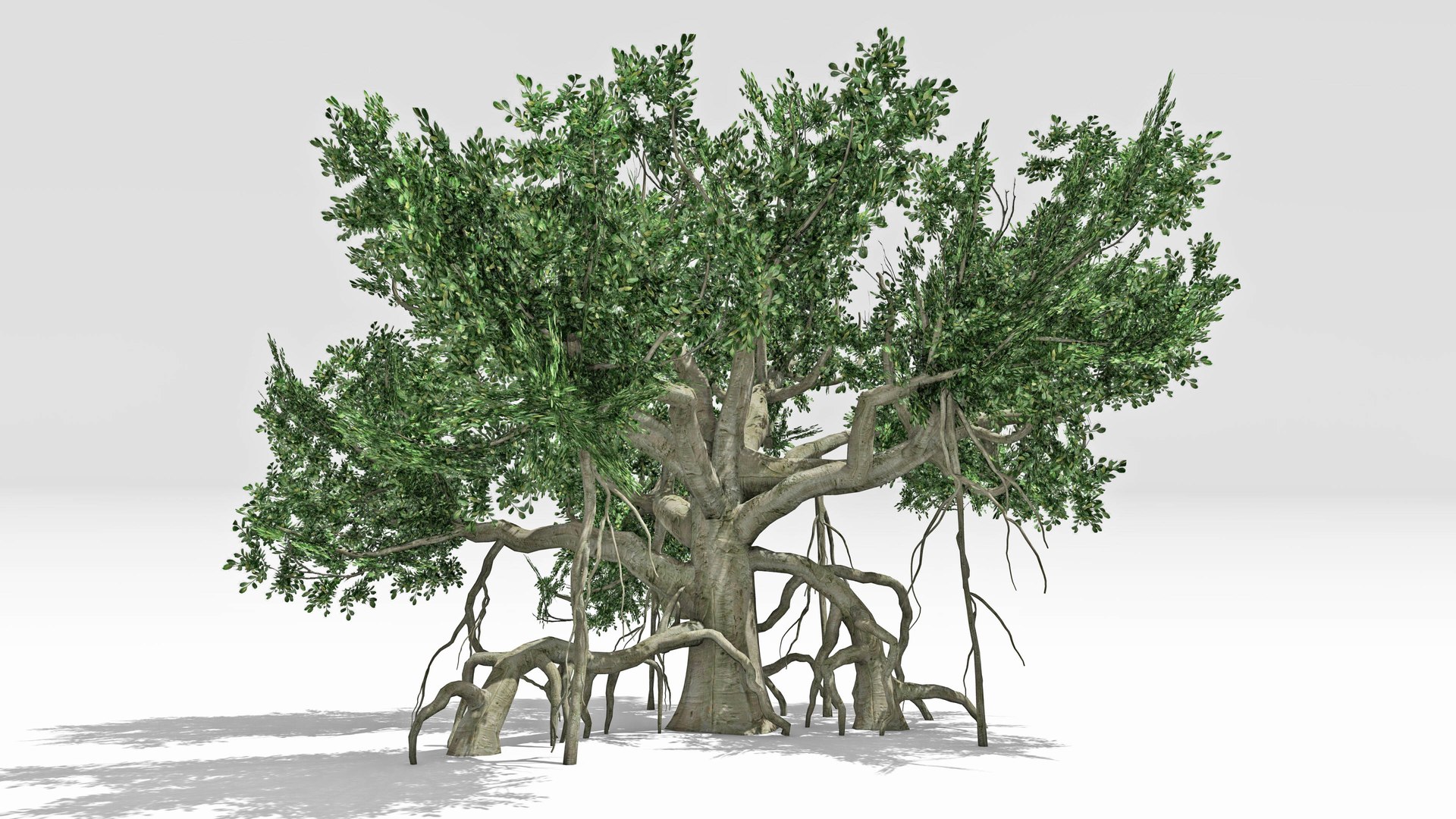 3D Chinese Banyan Tree-S6 model https://p.turbosquid.com/ts-thumb/uR/nWCjmM/ez/s4/jpg/1744278767/1920x1080/fit_q87/d13e6bb285f0f855acf449b43bf379d5a64ba395/s4.jpg