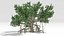 Chinese Banyan Tree-S6