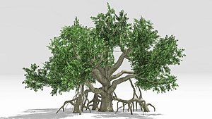 3D Chinese Banyan Tree-S6 model