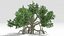 Chinese Banyan Tree-S6